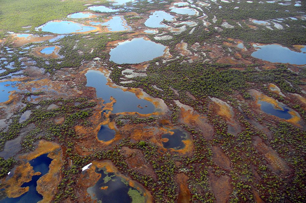 Васюганские болота в Западной Сибири. По словам авторов, их также называют «русской Амазонкой». 
