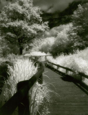 Wandsworth Common in infra-red © pentin
