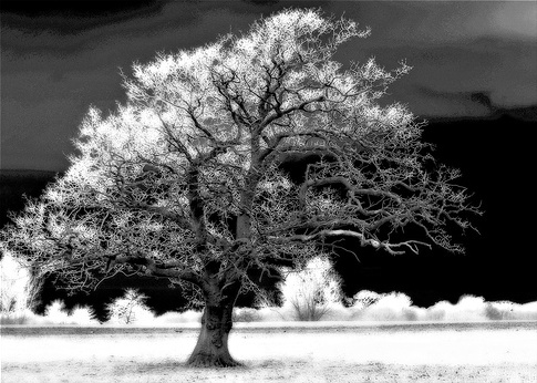 Oak Tree (Infra Red) © 60601862@N00