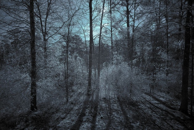Woods in the Morning Infra red color © revisions