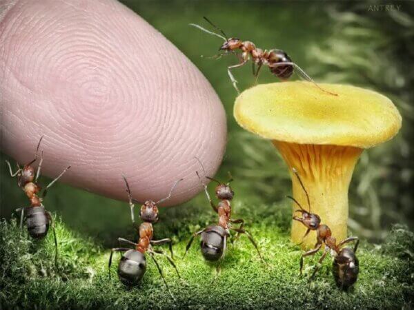 ants and fingertip