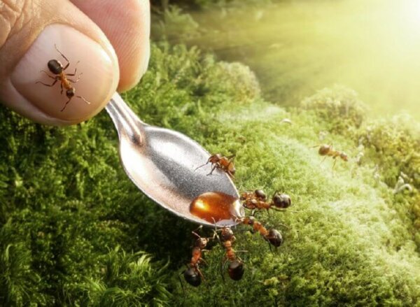 ants eating honey
