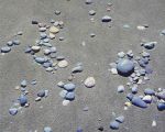 Scattered Beach Stones