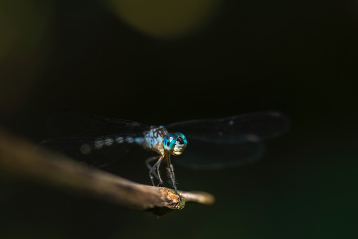 An image of an insect to show a narrow depth of field - macro photography