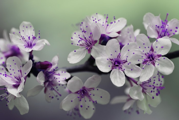 Macro photo of purple and white blossoms 