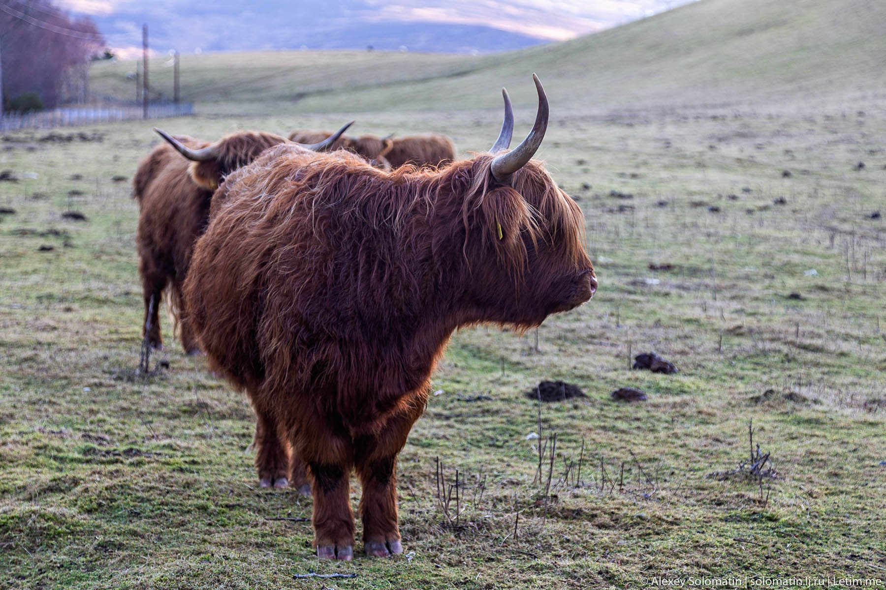 Высокогорные шотландские коровы
