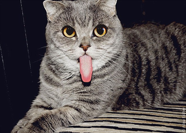 Usually, cats with tongues like this have oral problems, most commonly missing teeth, but this isn