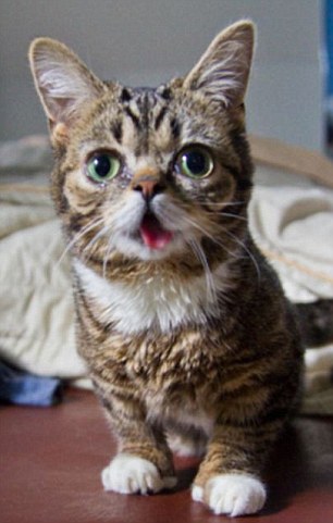 ... and Lil Bub (pictured), who also has a permanently protruding tongue thanks to a genetic mutation