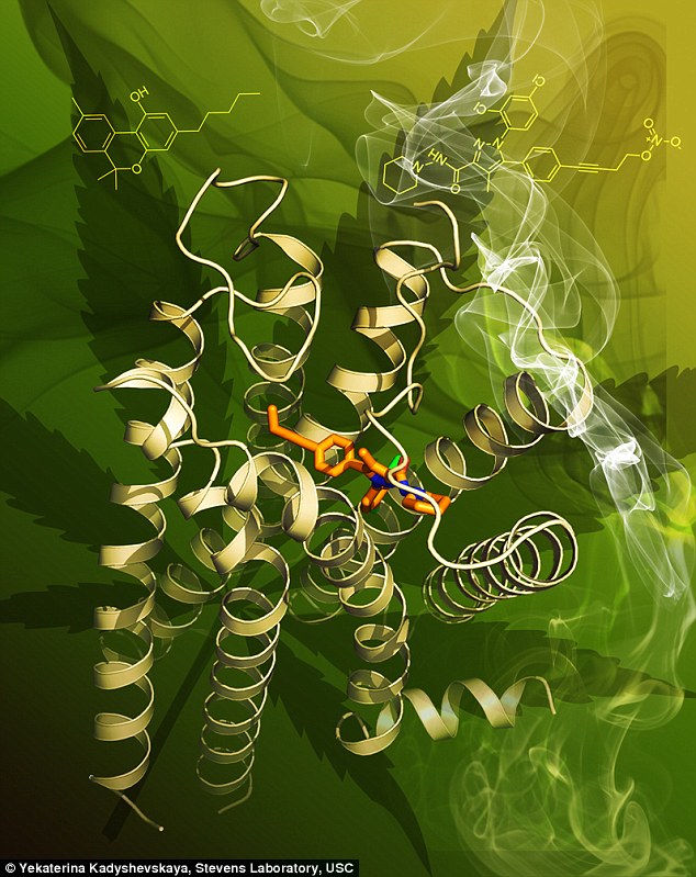 This previous image shows a the clearest image yet of a cannabinoid receptor, called CB1. The receptor is the yellow, ribbon-like structure. The orange stick are a stabilising molecule called AM6538. The active ingredient in marijuana, THC, is shown as yellow sticks