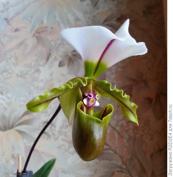 моя орхидея Paph. spicerianum.