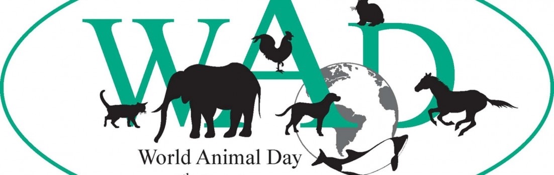 4 октября день защиты животных картинки014