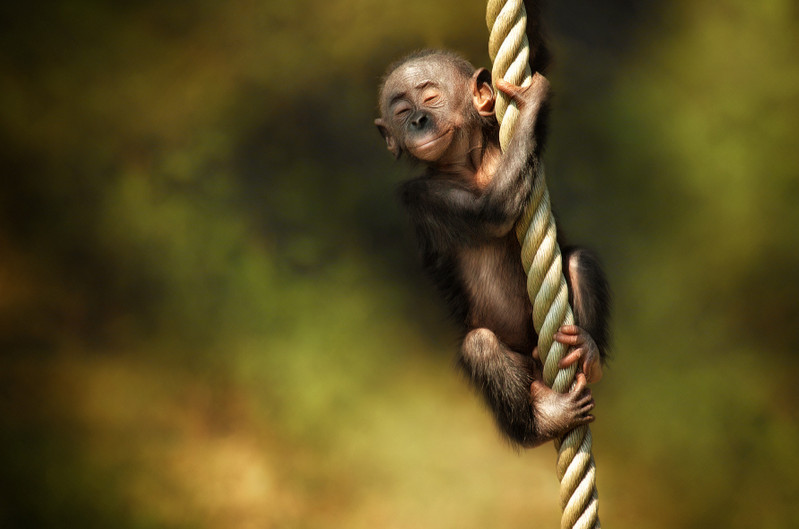 Улыбчивая обезьянка. Фото: Manuela Kulpa