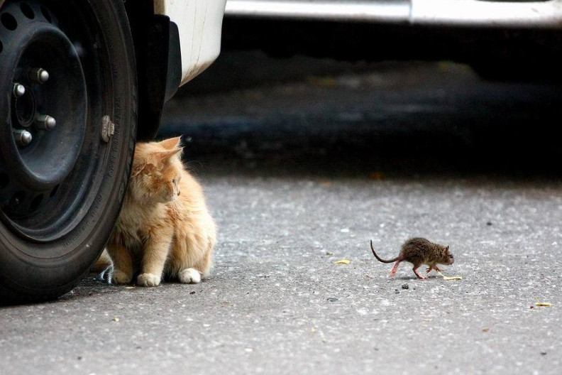Кошка и мышь. Фото: Eugene S