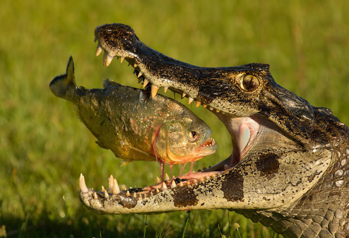 Крокодил с рыбой. Фото: Mariano Fernandez