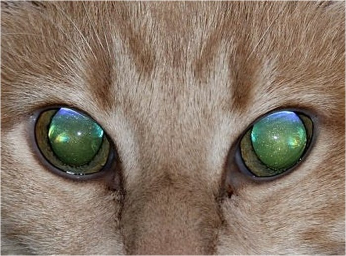 Из-за чего у животных светятся глаза?