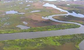 Salt marsh dieback results in the death of marsh-specific plants and the erosion of the landscape.
