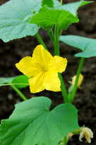 Жёлтый огуречный цветок