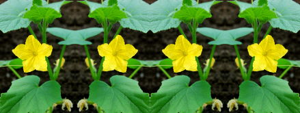 Зеркальный фотоколлаж из фотографии огуречного цветка