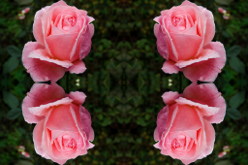 Зеркальный коллаж из фото розы