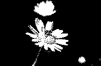 Монохромная картинка, состоящая из двух цветов, чёрного и белого