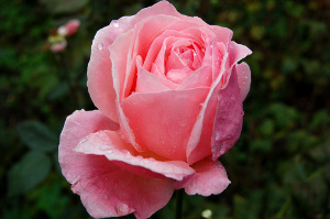 Исходная фотография розы