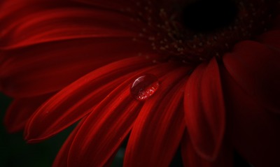 капля макро цветок красный бордовый