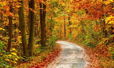 осень лес осенний лес тропинка дорога